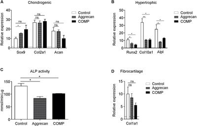 Aggrecan and COMP Improve Periosteal Chondrogenesis by Delaying Chondrocyte Hypertrophic Maturation